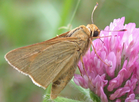 Rare Skipper